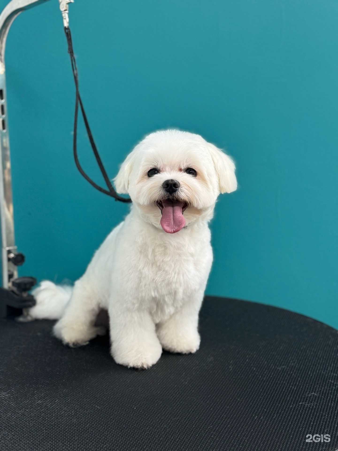 Отзывы на компанию Мягкие лапки в г. Тюмень c фото