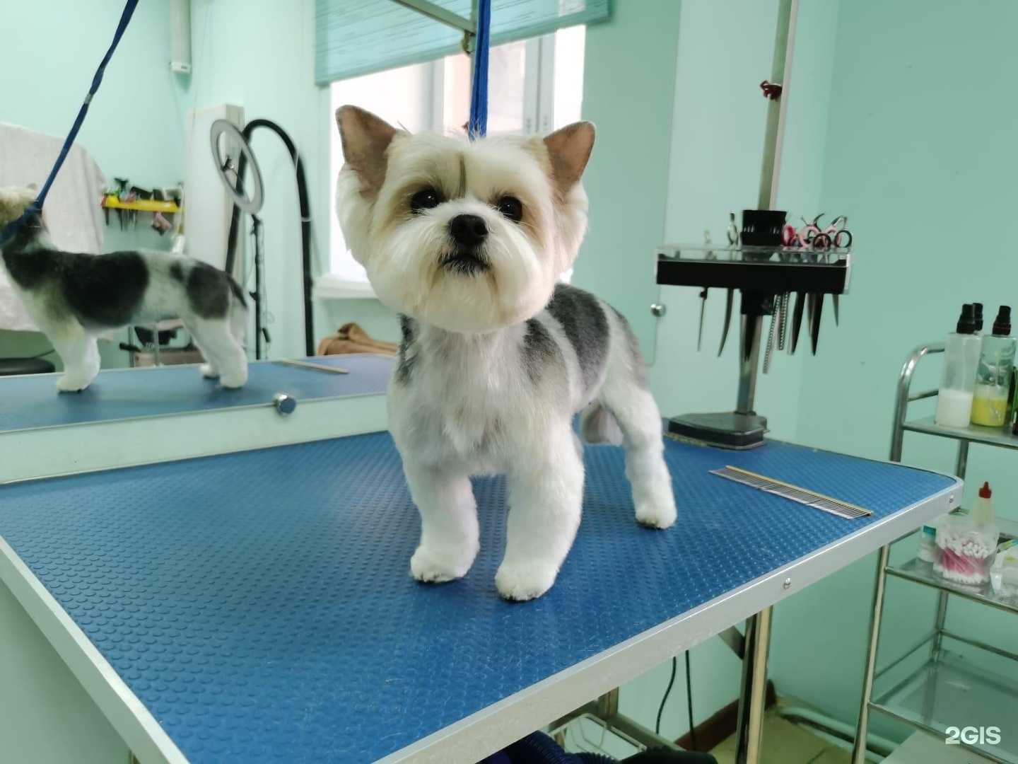 Отзывы на компанию Белый пудель в г. Тула c фото