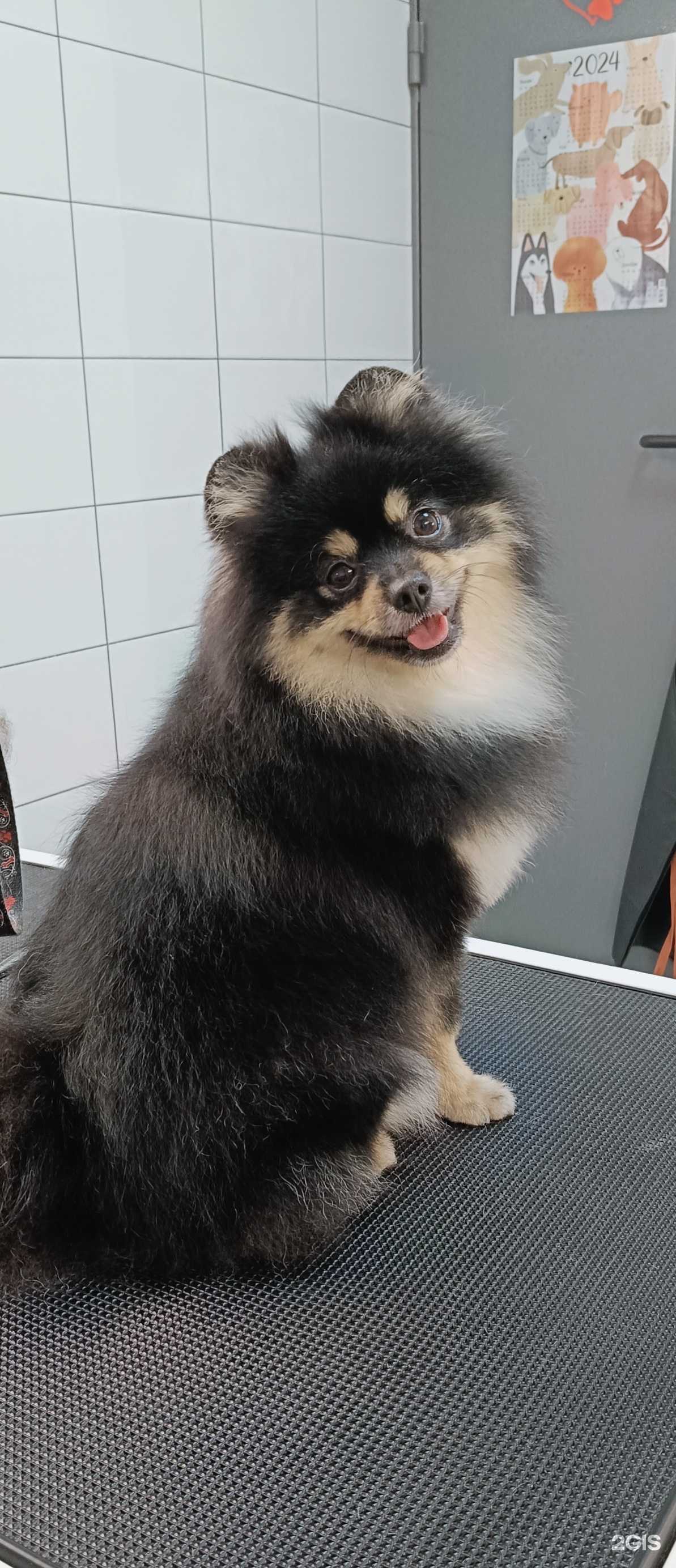 Отзывы на компанию Груминг-студия в г. Уфа c фото