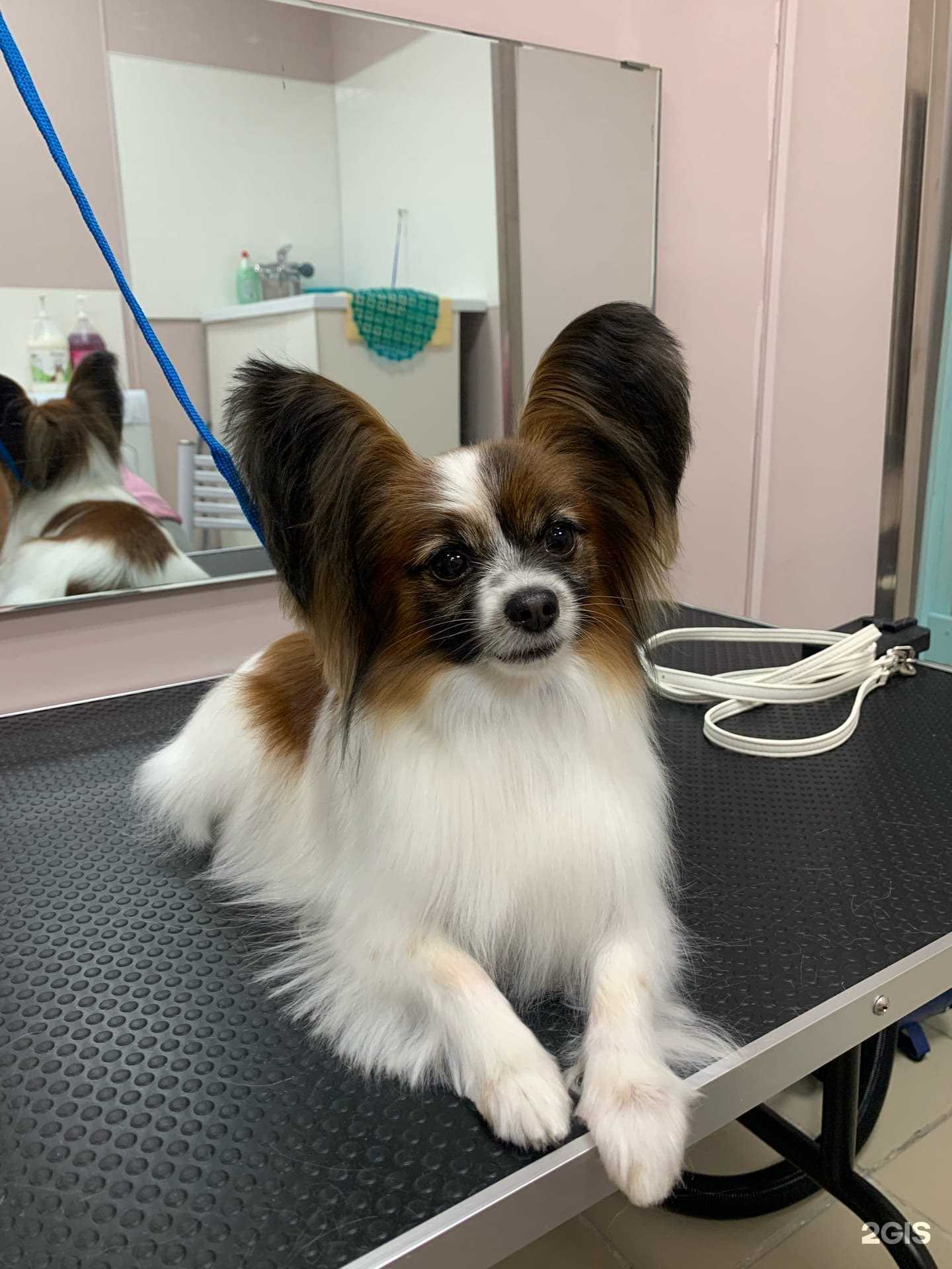 Отзывы на компанию Хатико в Барнауле c фото