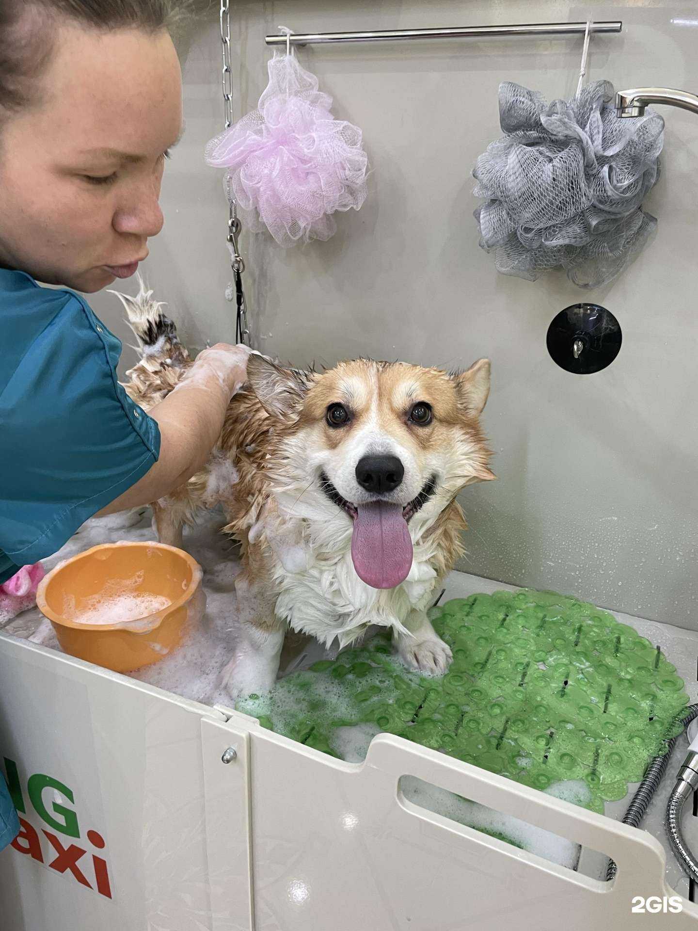 Отзывы на компанию Груминг-салон в Новом Уренгое c фото
