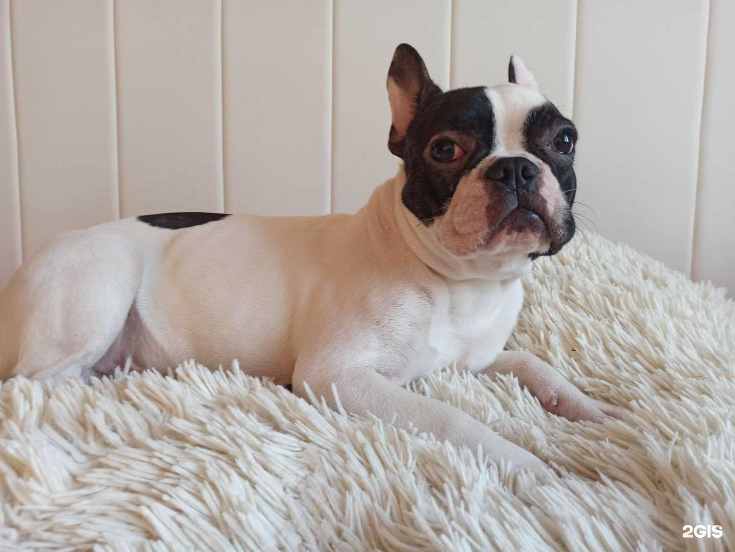 Отзывы на компанию Ветеринарная клиника в Кемерове c фото