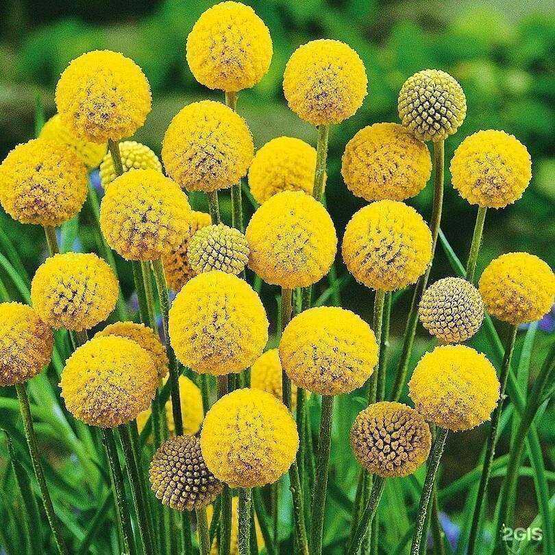 Отзывы на компанию Market-Flora в Волгограде c фото