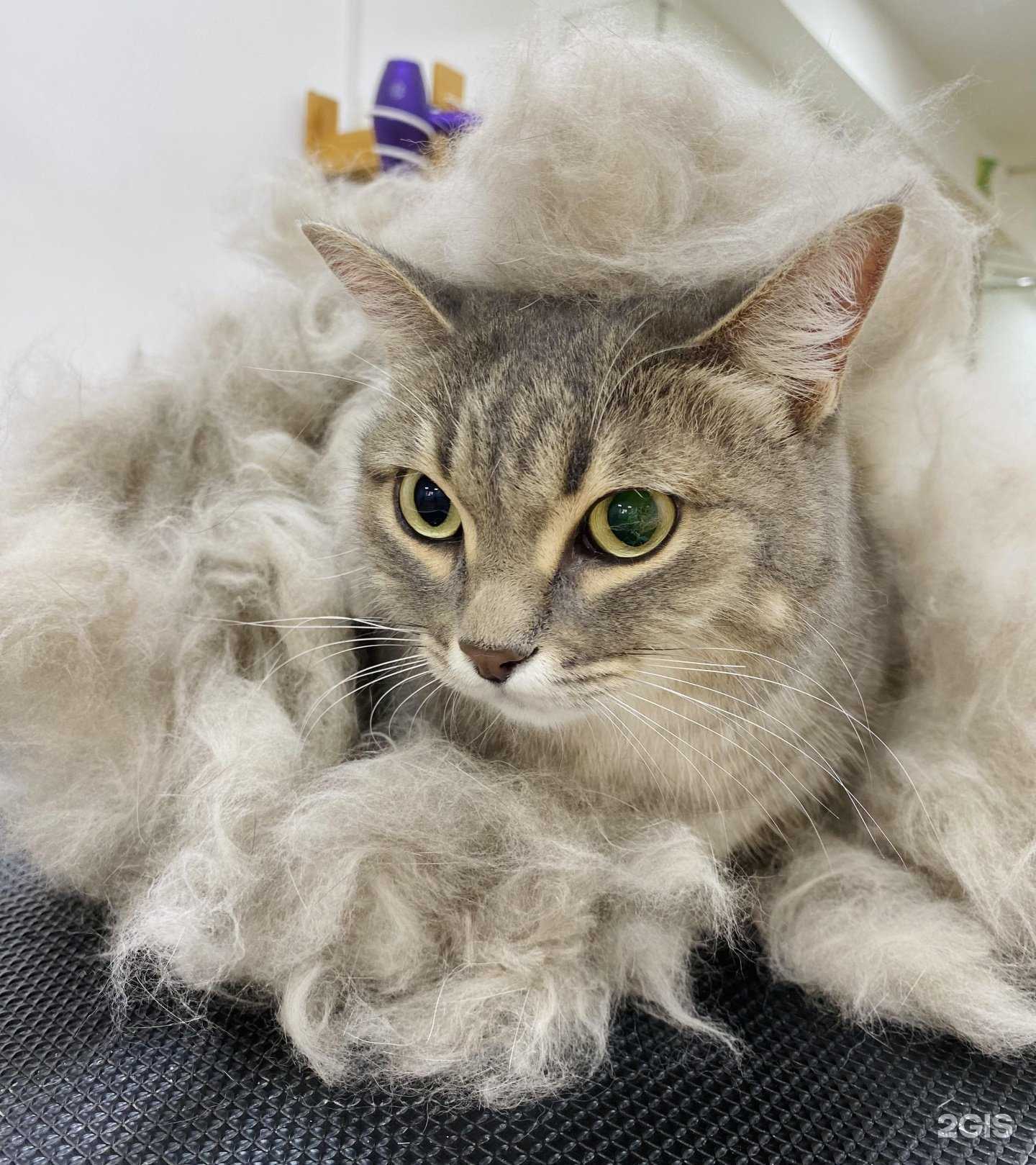 Отзывы на компанию Bubbles в г. Калининград c фото