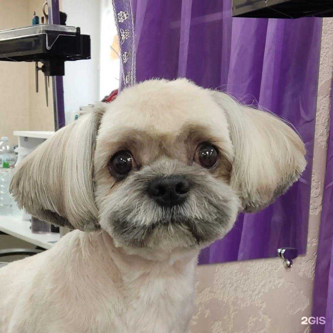 Отзывы на компанию Little dog в г. Тула c фото