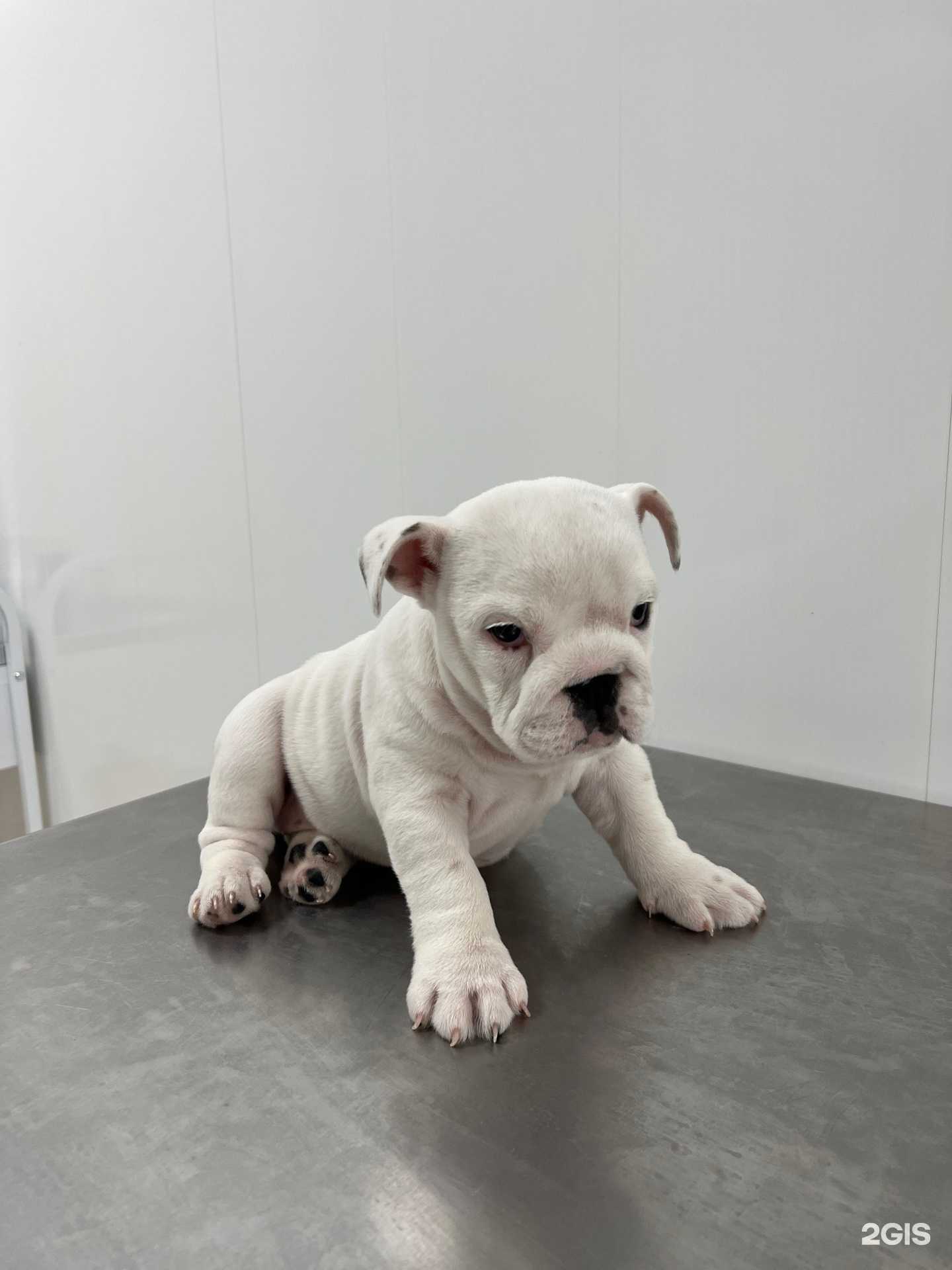 Отзывы на компанию Красный Кролик в Новосибирске c фото