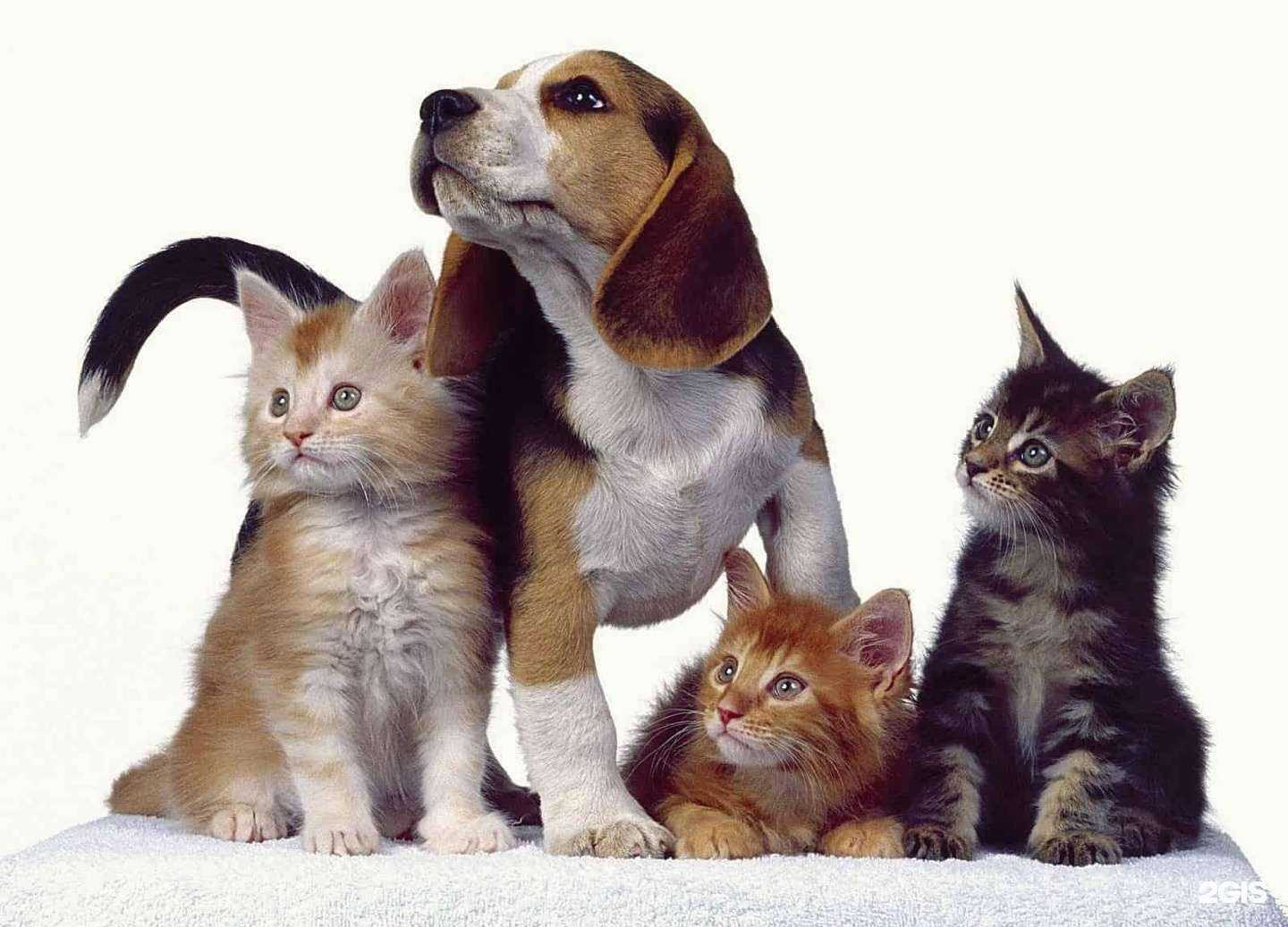 Отзывы на компанию Зоомагазин в г. Ульяновск c фото