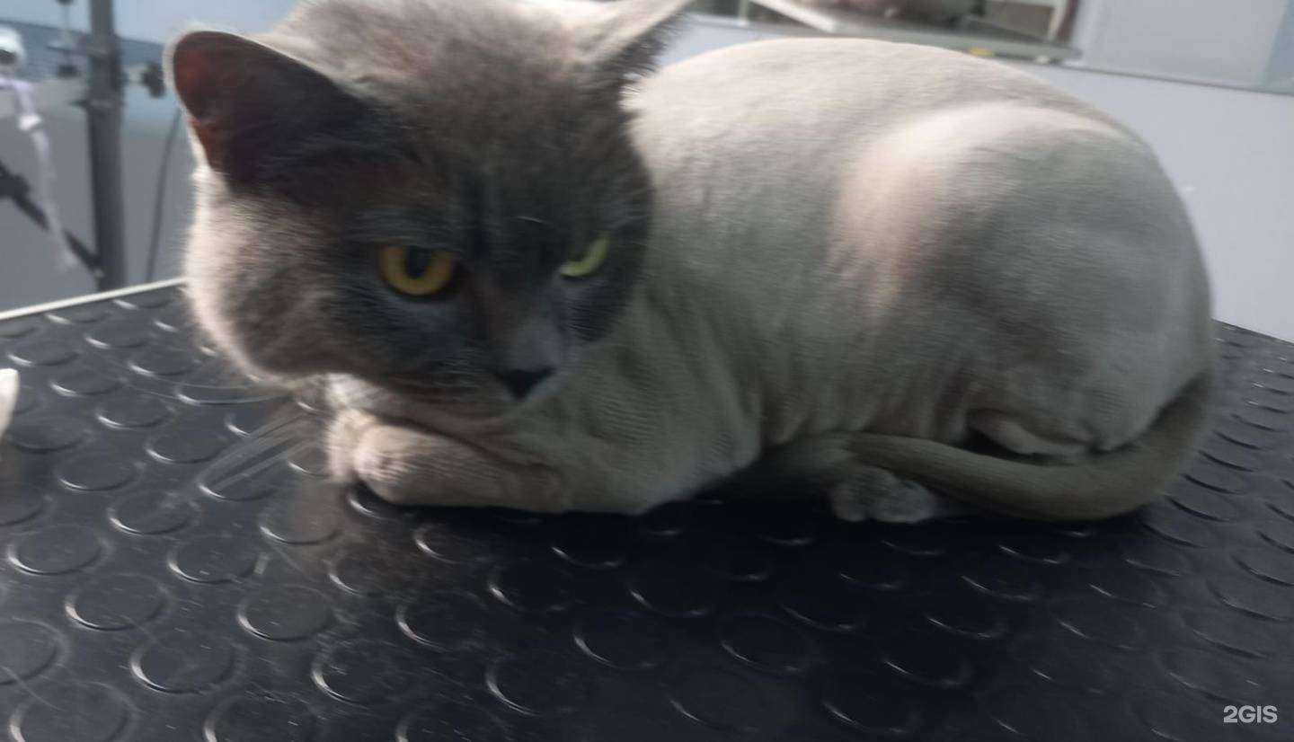 Отзывы на компанию Striglli-Groom в Сургуте c фото