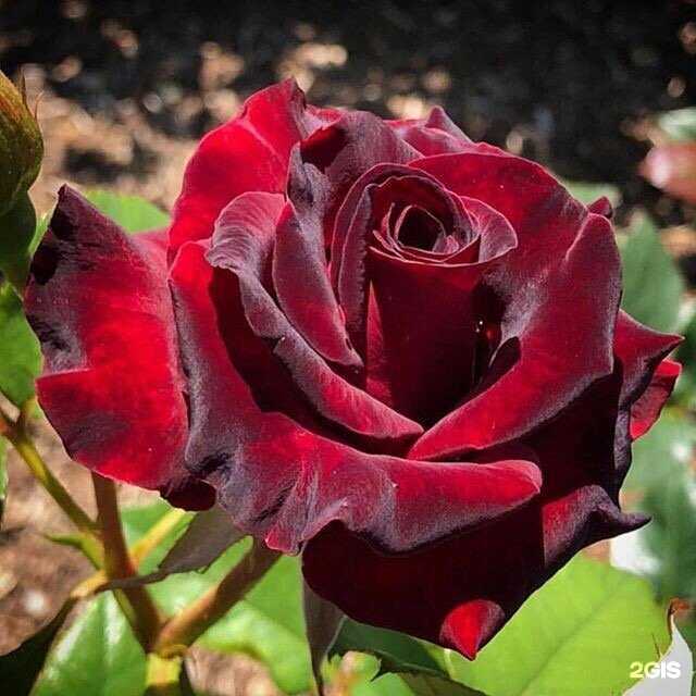 Отзывы на компанию Адвокатский кабинет Сергеевой Т.А. в г. Псков c фото