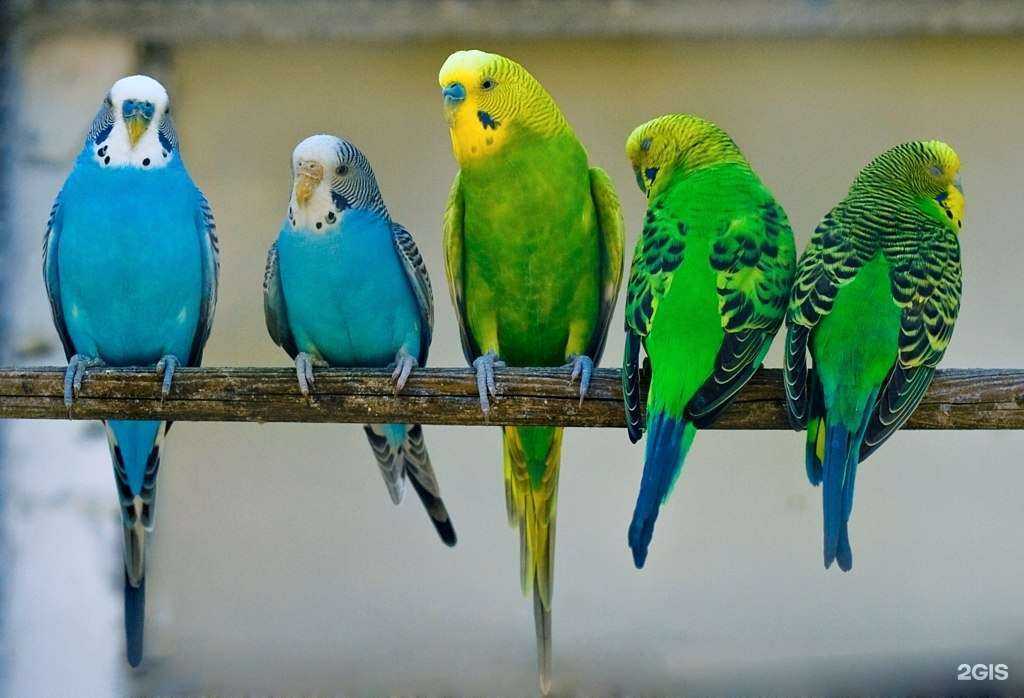Отзывы на компанию 38 попугаев в Армавире c фото