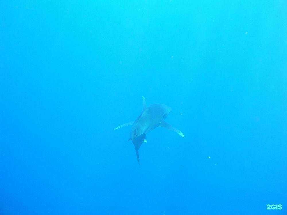 Отзывы на компанию Казанский клуб подводного плавания в Казани c фото