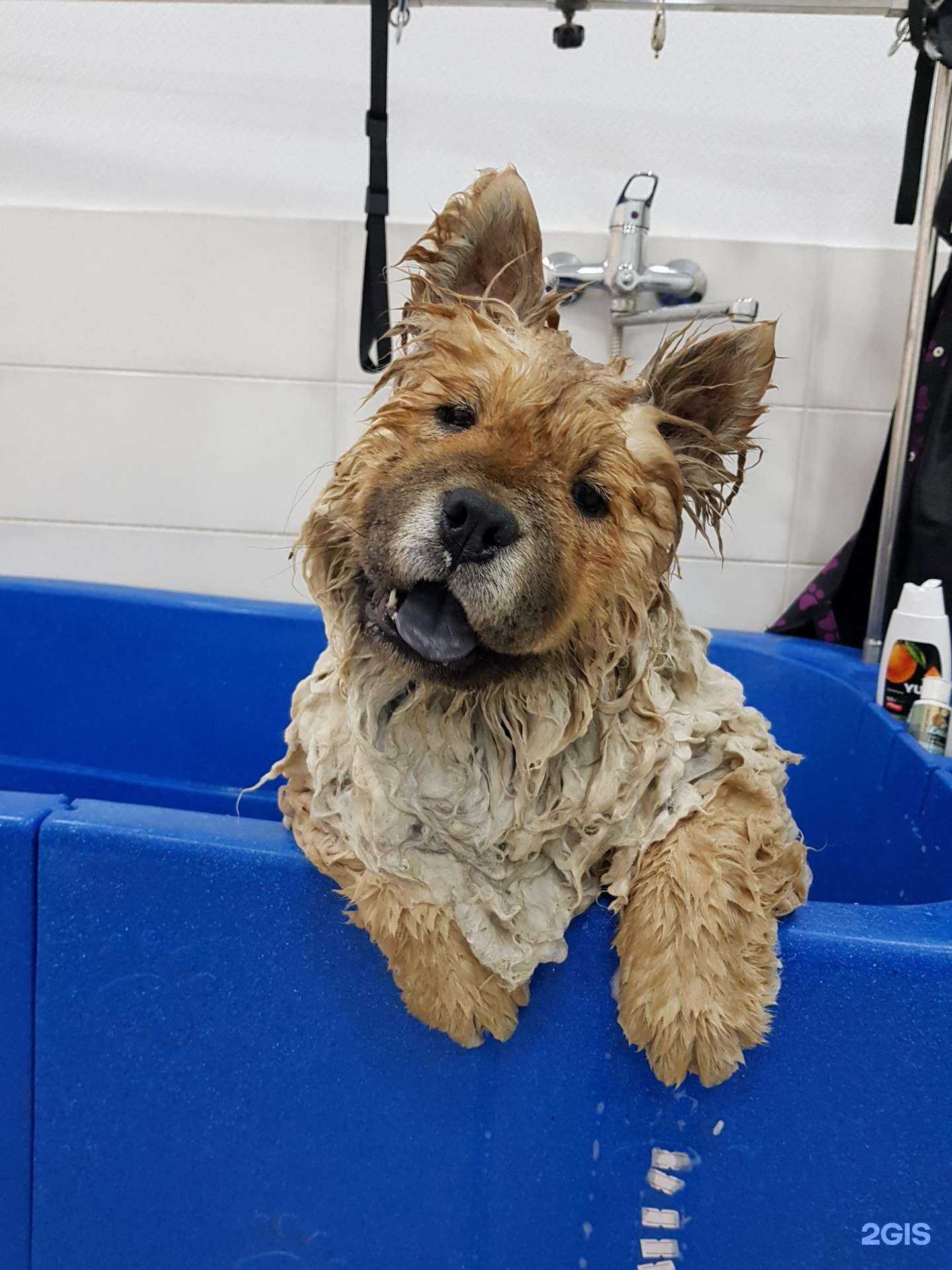 Отзывы на компанию Лапки в г. Сочи c фото