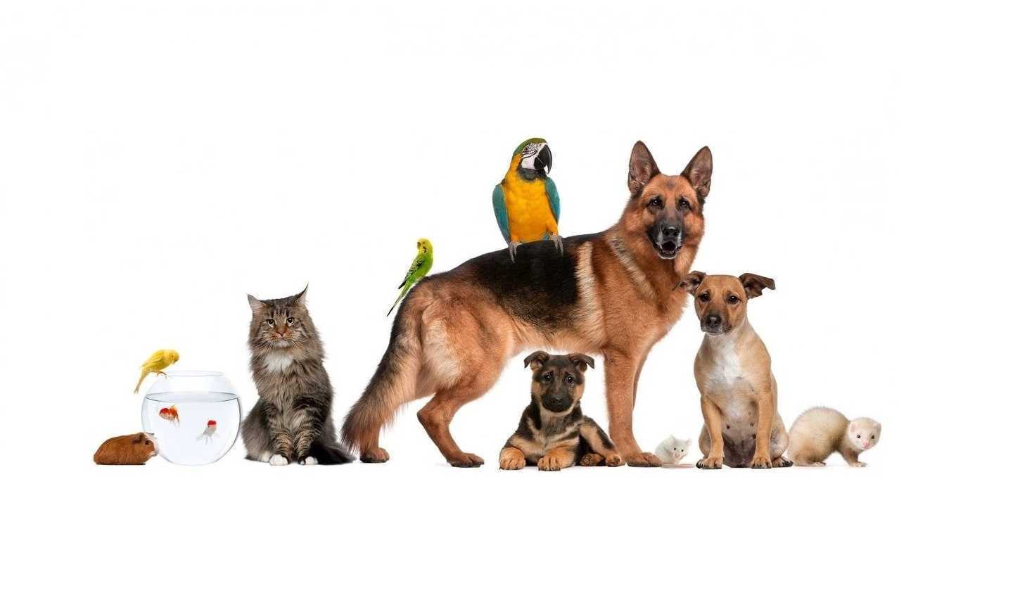 Отзывы на компанию ZooКормов в Набережных Челнах c фото