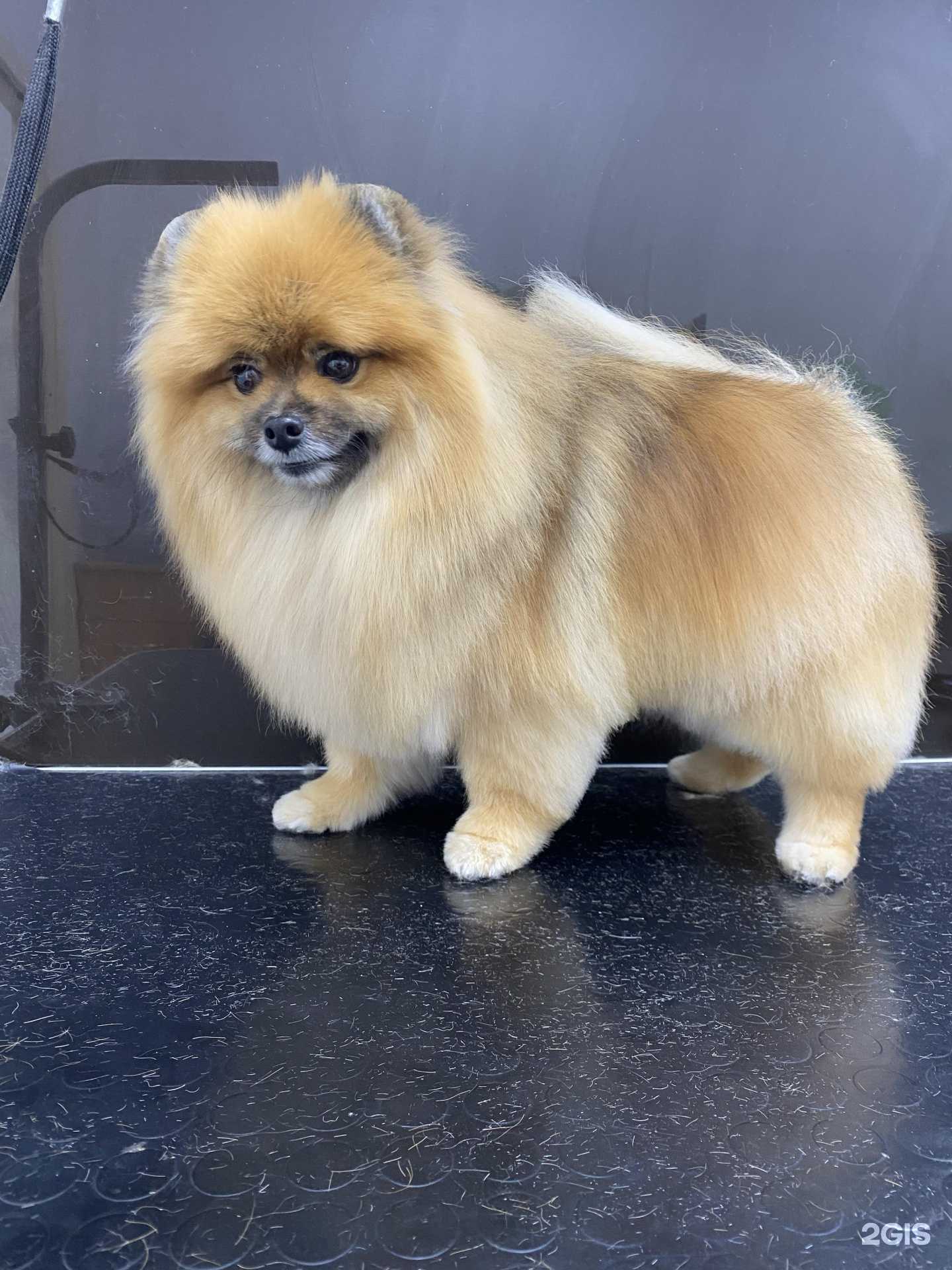 Отзывы на компанию Happy Dog в г. Челябинск c фото