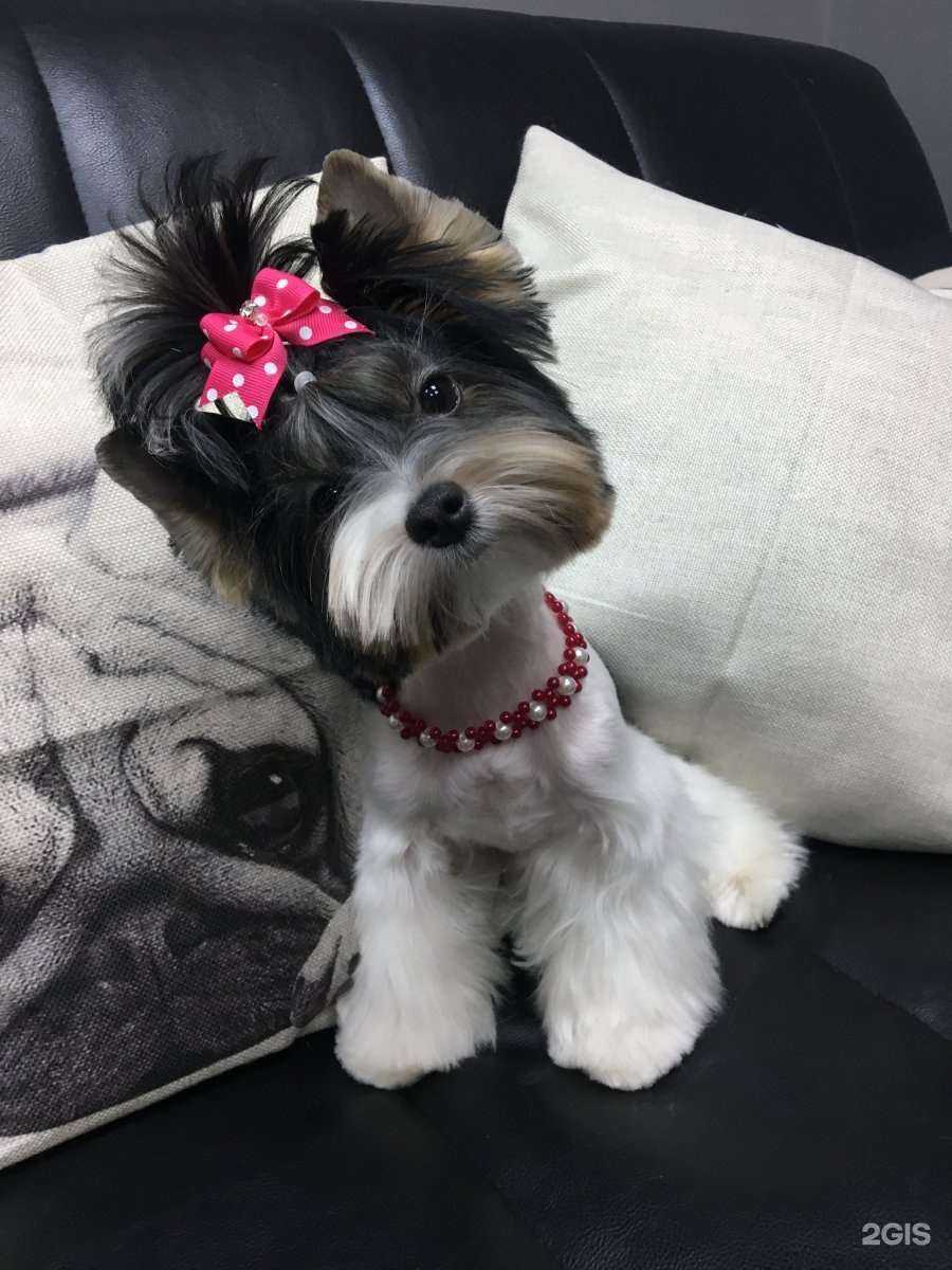 Отзывы на компанию Оскар в Сургуте c фото