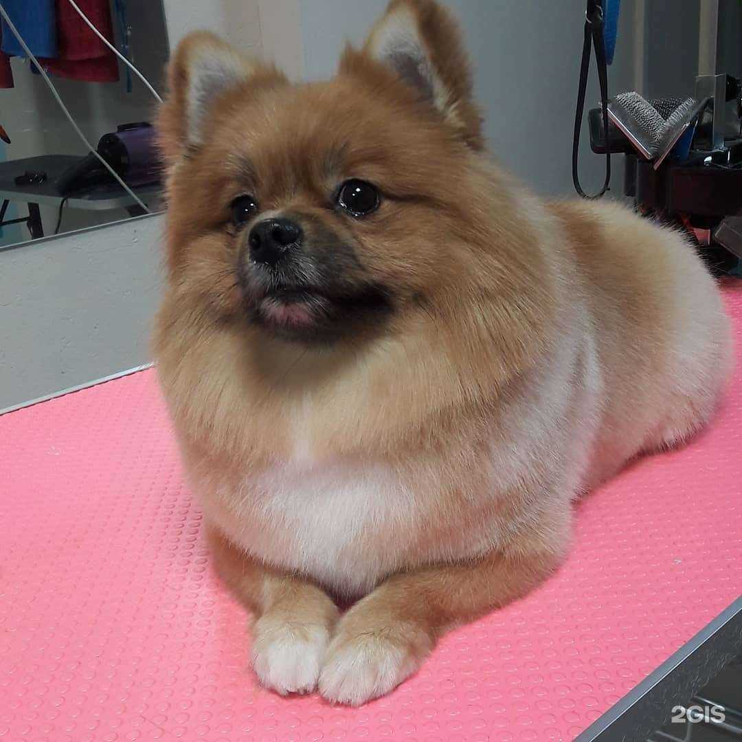 Отзывы на компанию Хвостик в г. Сургут c фото