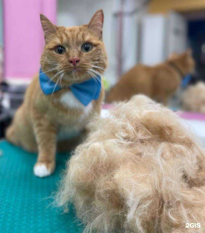 Отзывы на компанию Groom в Стерлитамаке c фото