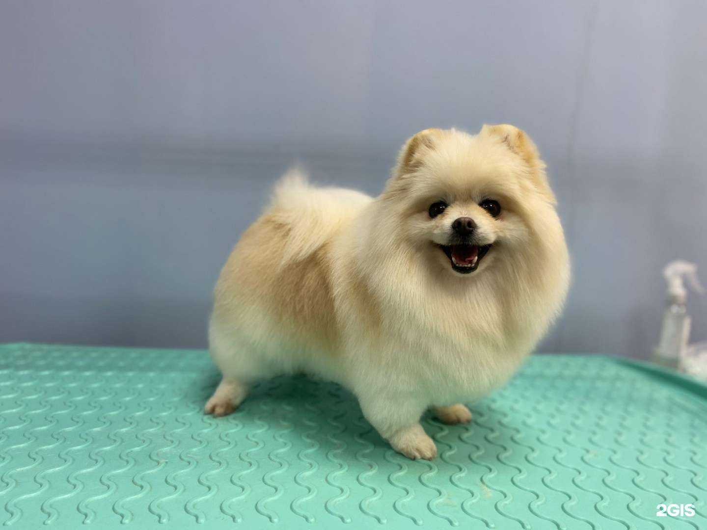 Отзывы на компанию Пёсик в г. Раменское c фото