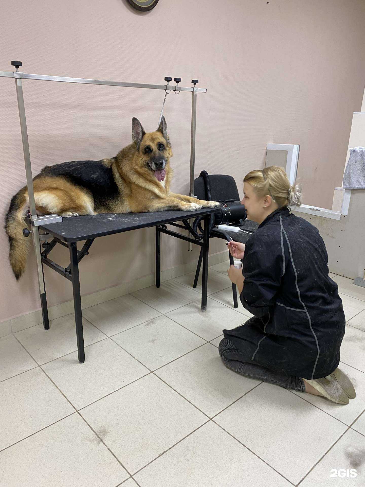 Отзывы на компанию Pets Club в г. Казань c фото