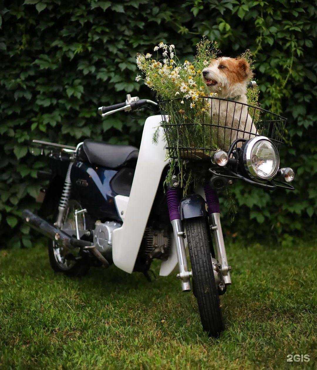 Отзывы на компанию ОхотаНаМото в г. Новосибирск c фото