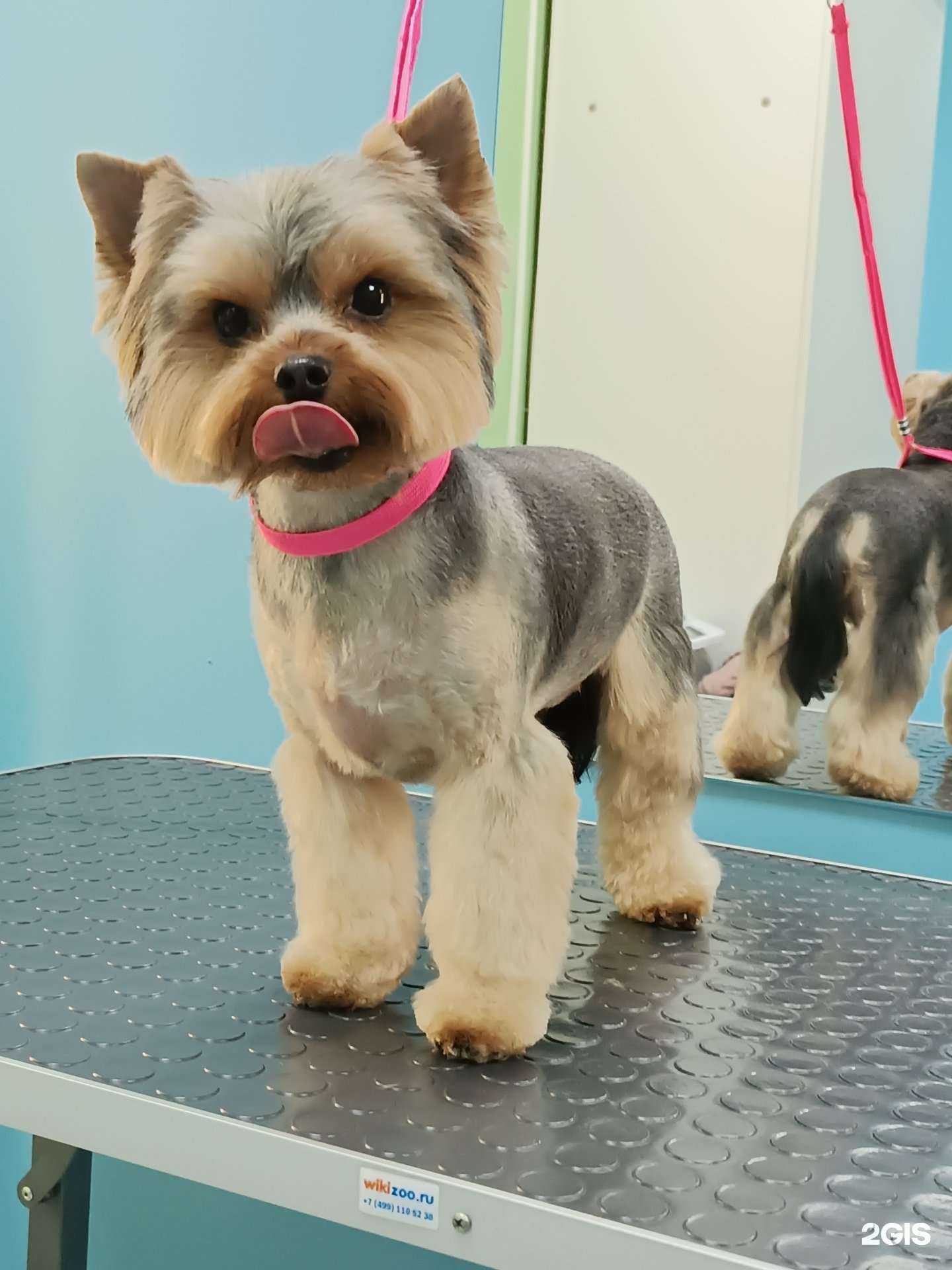 Отзывы на компанию Хвостунишка в Новосибирске c фото