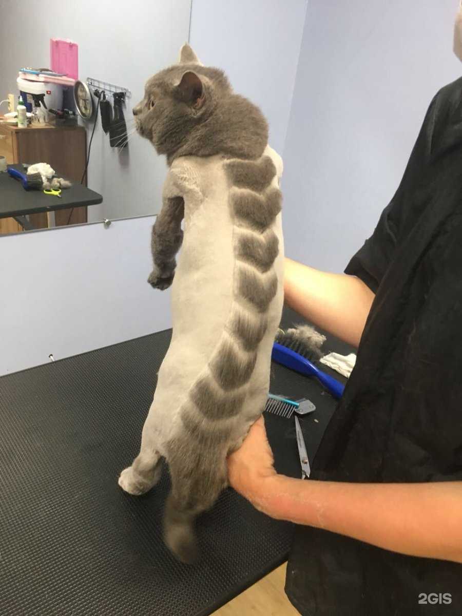 Отзывы на компанию Стильный зверь в Пскове c фото