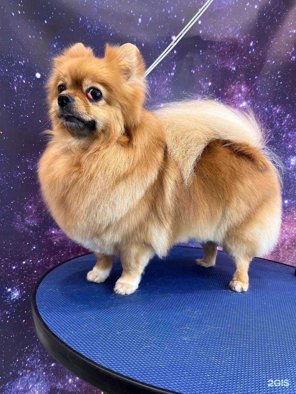 Отзывы на компанию Лапуля в г. Самара c фото