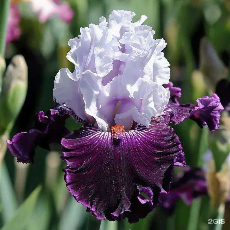 Отзывы на компанию Школьный сад в Воронеже c фото