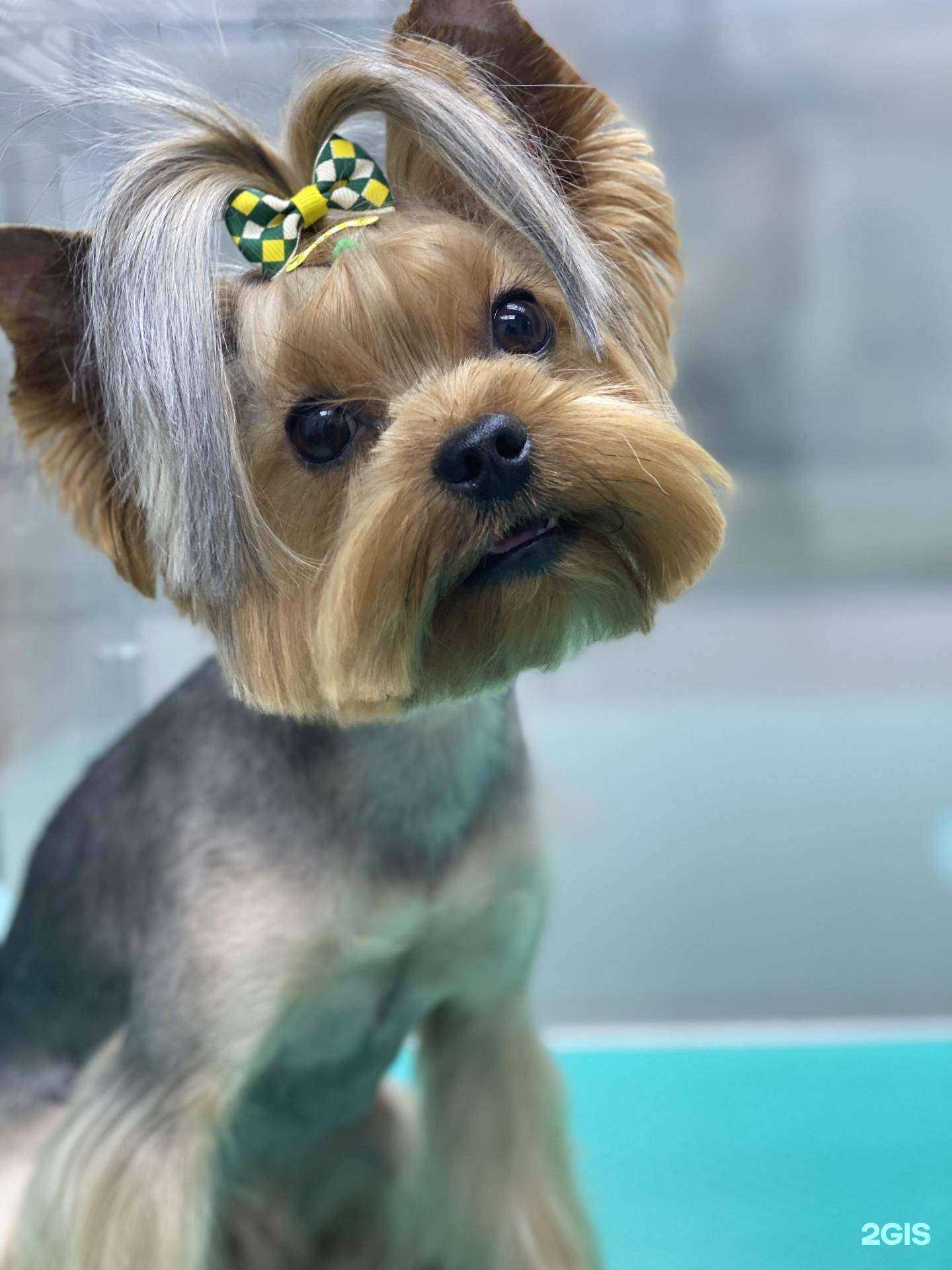 Отзывы на компанию Pet friendly в Ижевске c фото