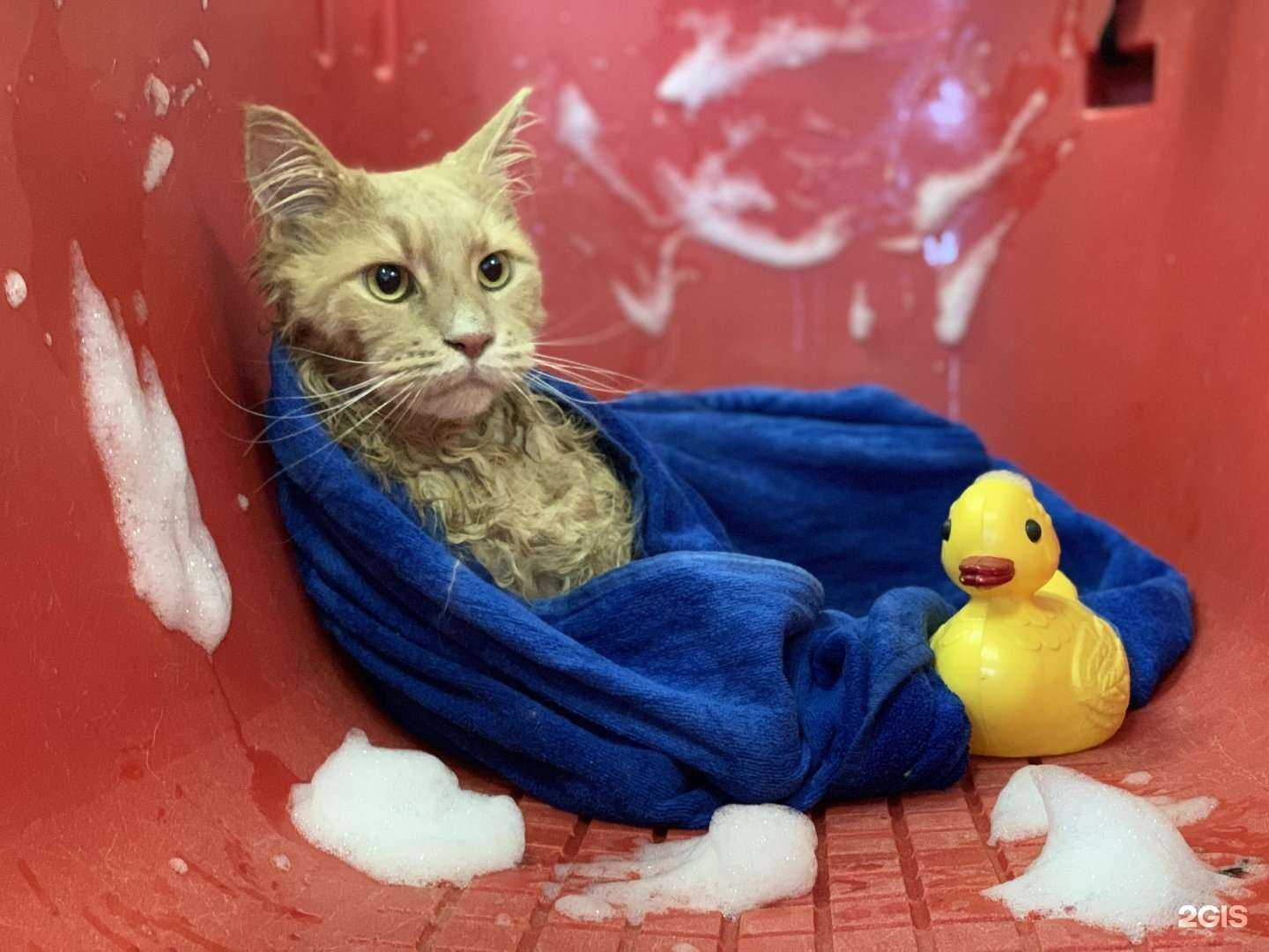 Отзывы на компанию АйДаПёс в Сертолове c фото