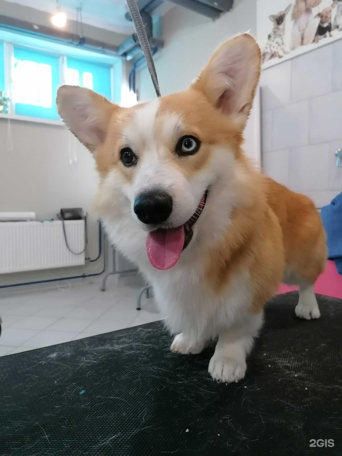 Отзывы на компанию Чистые пушистые в г. Курган c фото