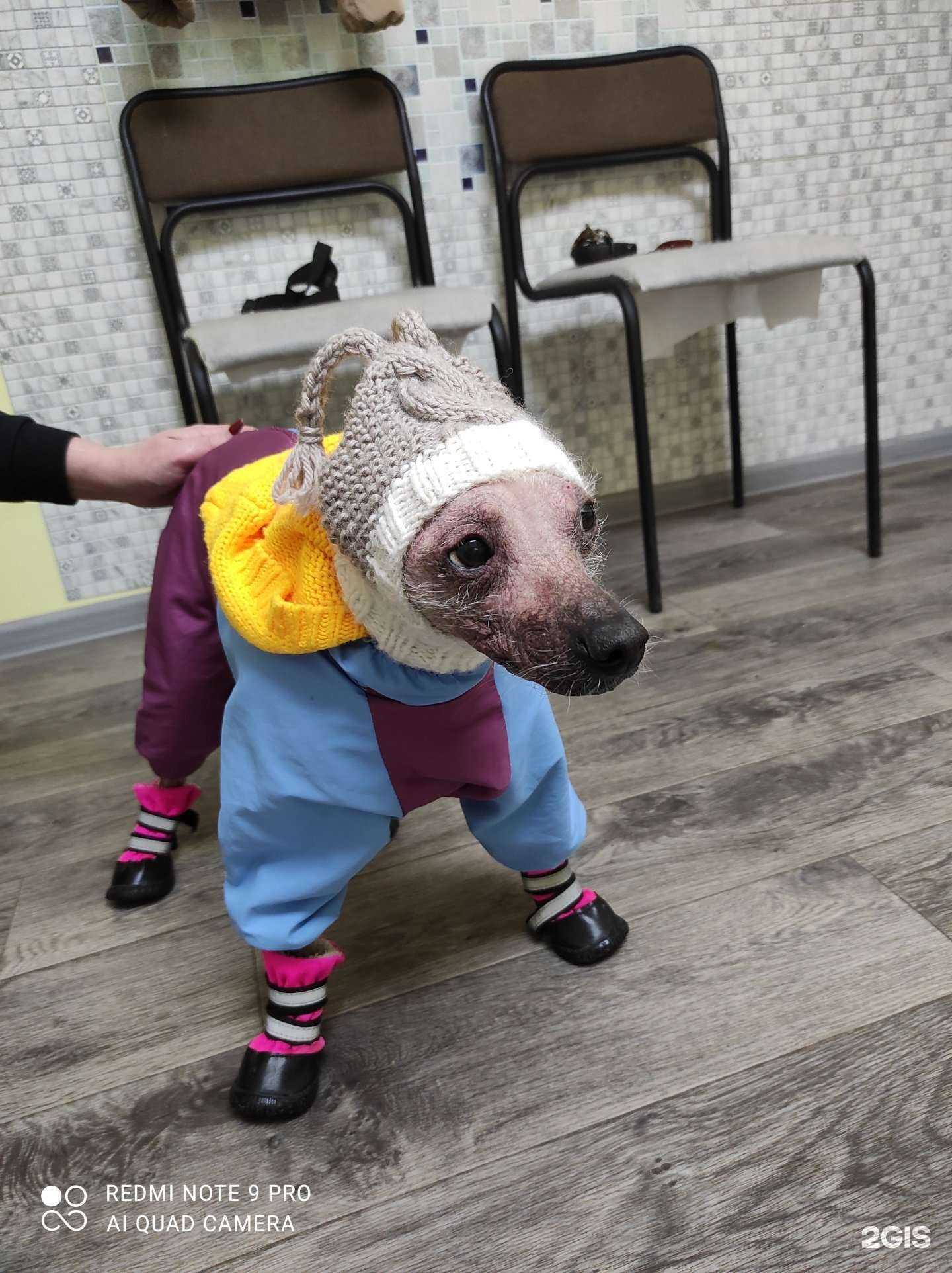 Отзывы на компанию ЗооДоктор в г. Сыктывкар c фото