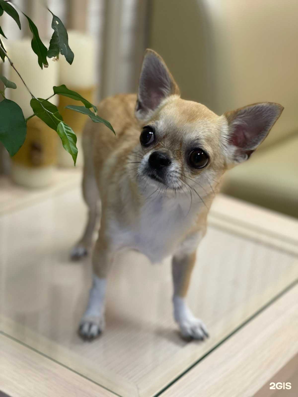 Отзывы на компанию Laika в Перми c фото