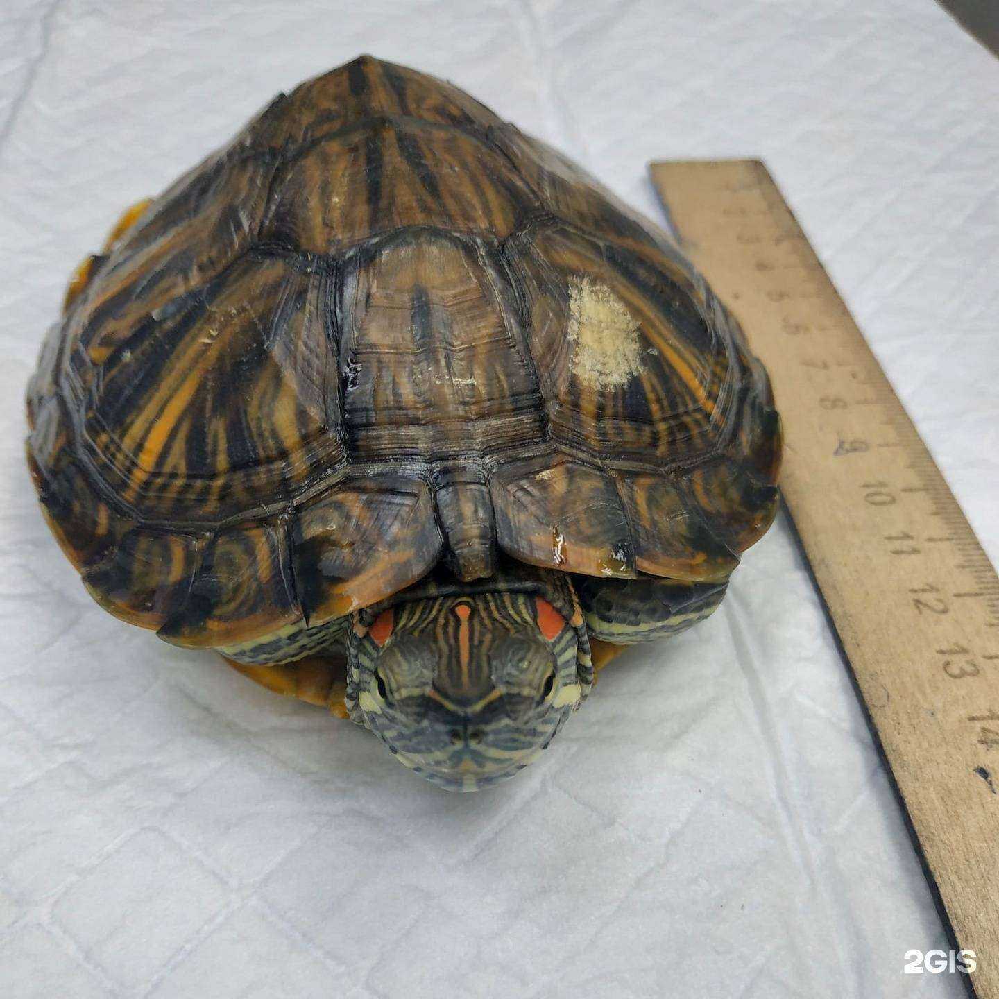 Отзывы на компанию ГУФФИ в Ижевске c фото