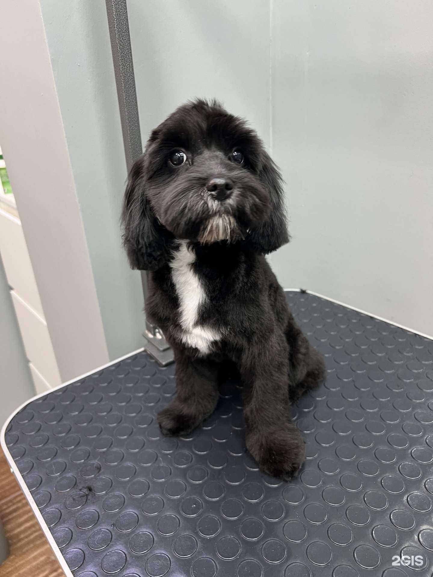 Отзывы на компанию Сахарная косточка в Подольске c фото