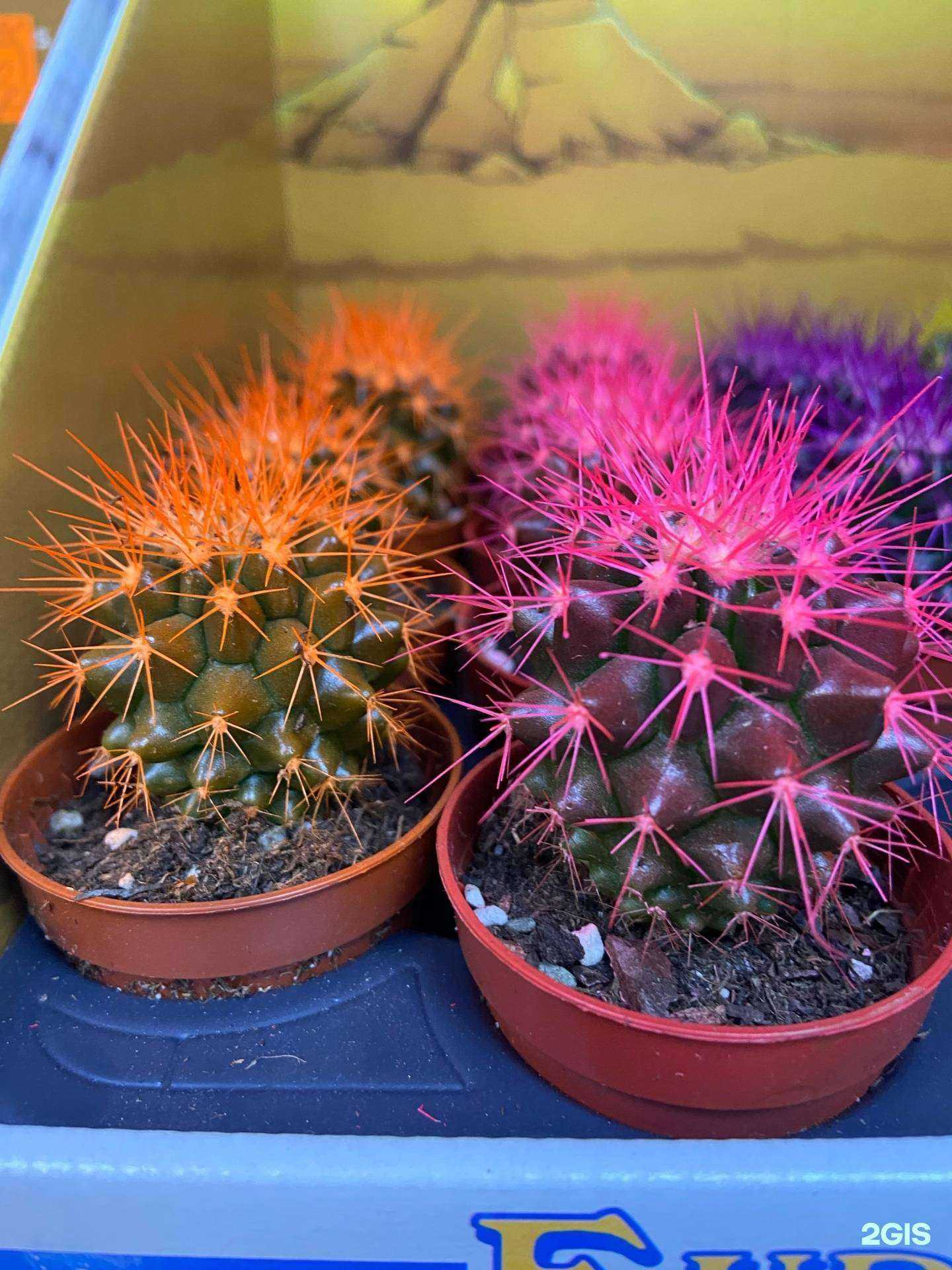 Отзывы на компанию Орхидея в Рязани c фото