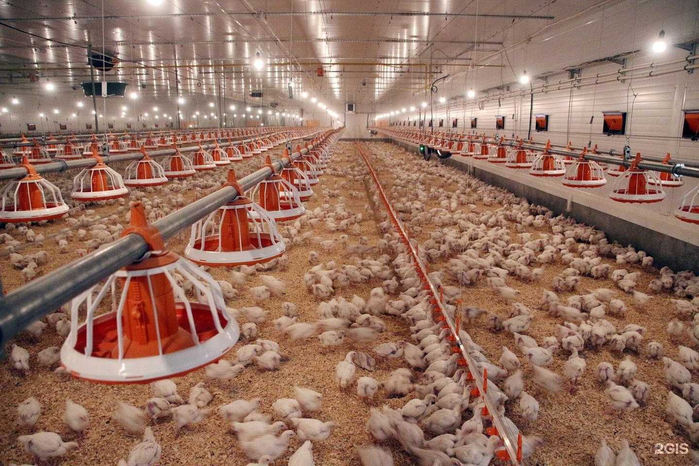 Отзывы на компанию Птицефабрика Октябрьская в г. Новосибирск c фото