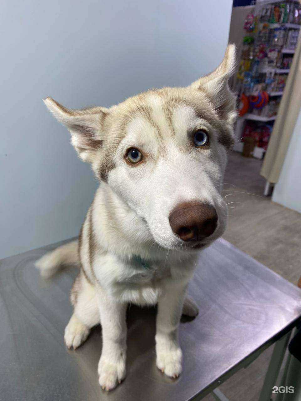 Отзывы на компанию Зверополис в г. Ростов-на-Дону c фото