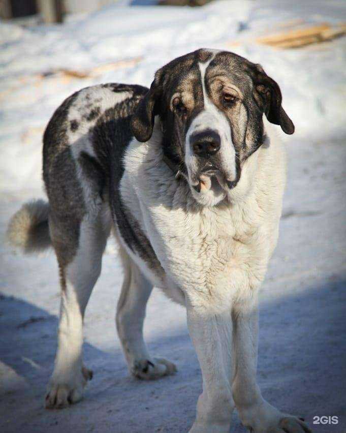 Отзывы на компанию Друг в Сыктывкаре c фото