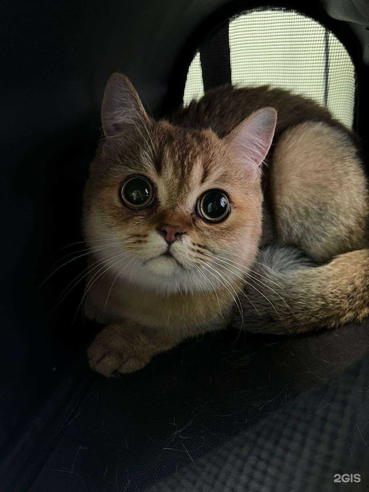 Отзывы на компанию Центр Здоровья Животных в г. Сочи c фото