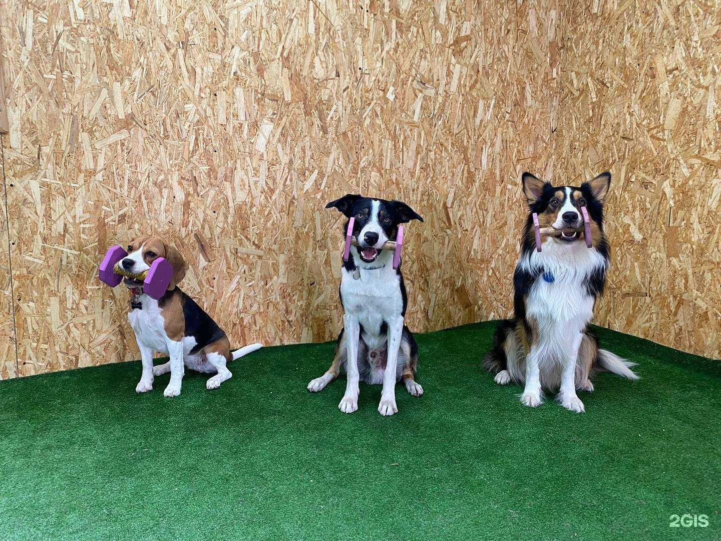 Отзывы на компанию Dogplace в Уфе c фото