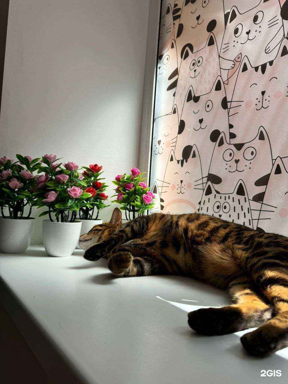 Отзывы на компанию Zoo family в Самаре c фото