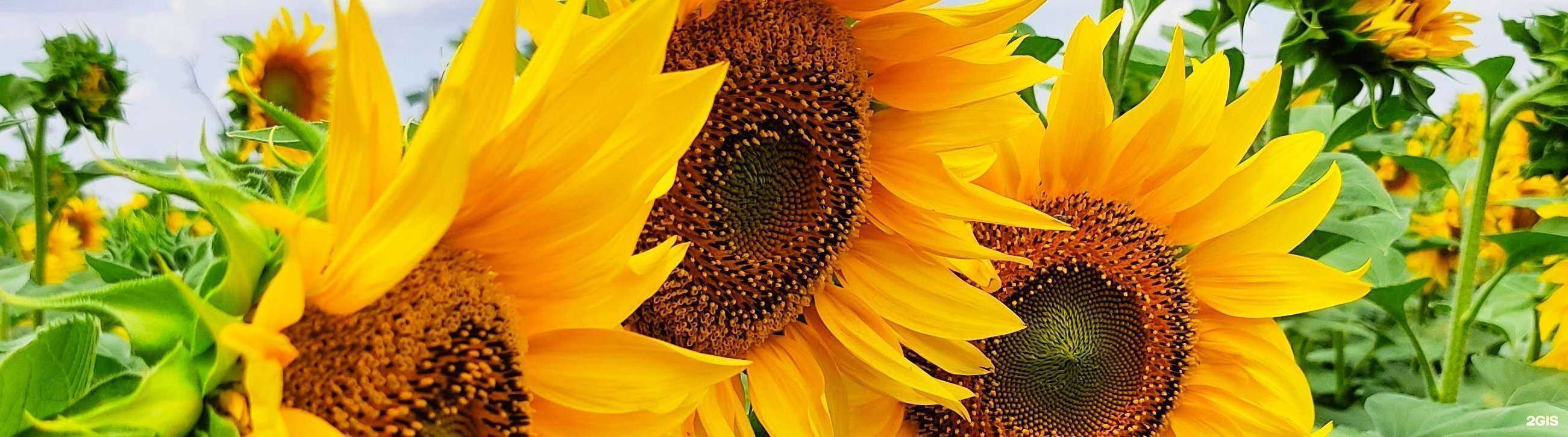 Отзывы на компанию РайАгро в г. Ростов-на-Дону c фото