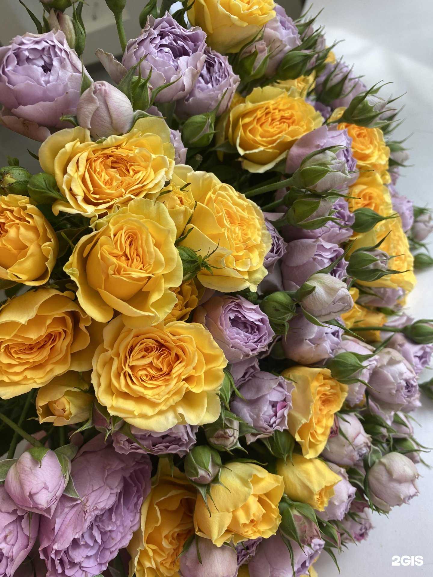 Отзывы на компанию Scarlet flower  в Новосибирске c фото