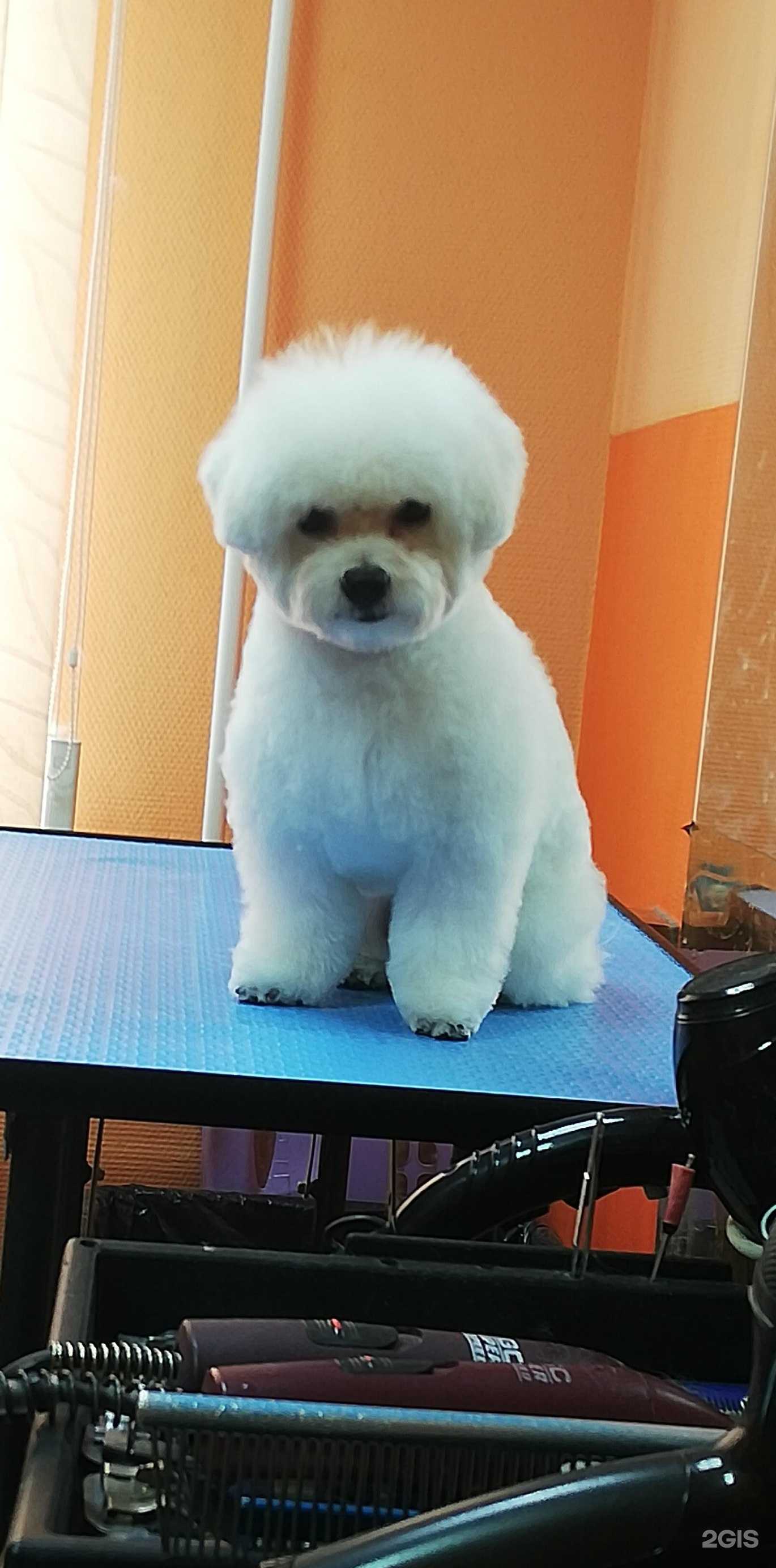 Отзывы на компанию Красивые питомцы в Кемерове c фото