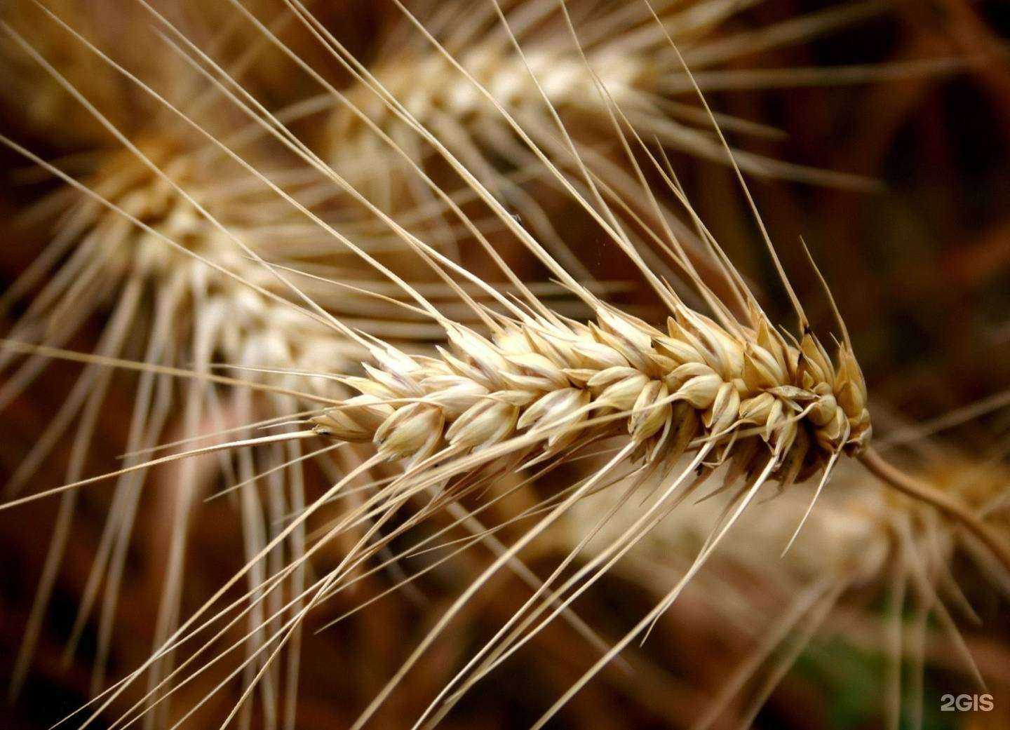 Отзывы на компанию Ставропольская селекционно-семеноводческая станция в г. Ставрополь c фото