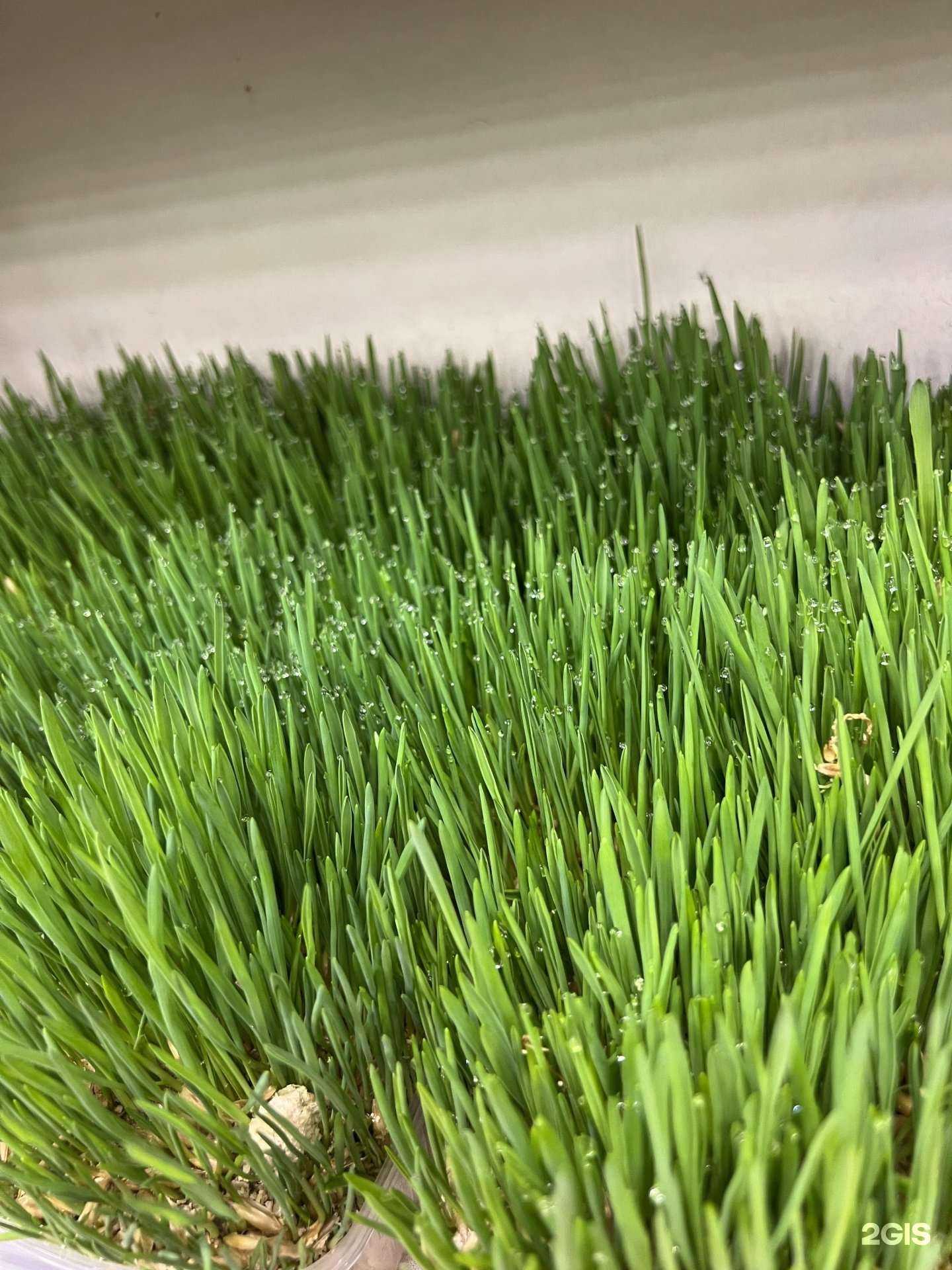 Отзывы на компанию Звери в Казани c фото