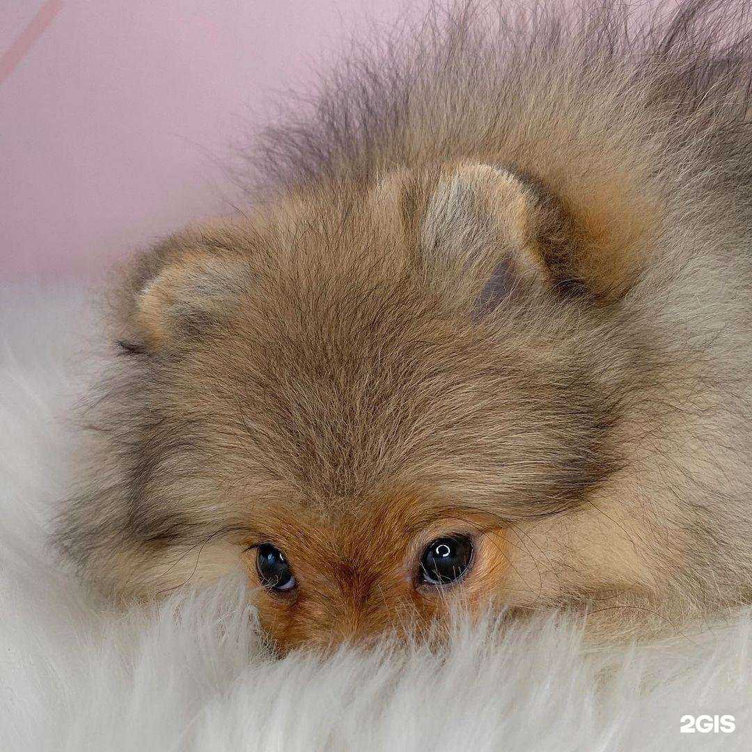 Отзывы на компанию Котопёс в Красноярске c фото