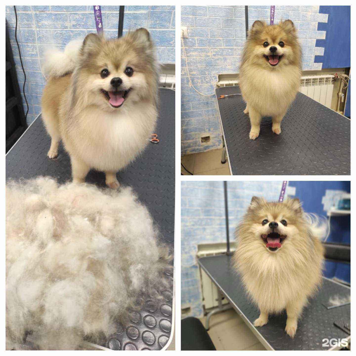 Отзывы на компанию Grooming cat & dog в Твери c фото