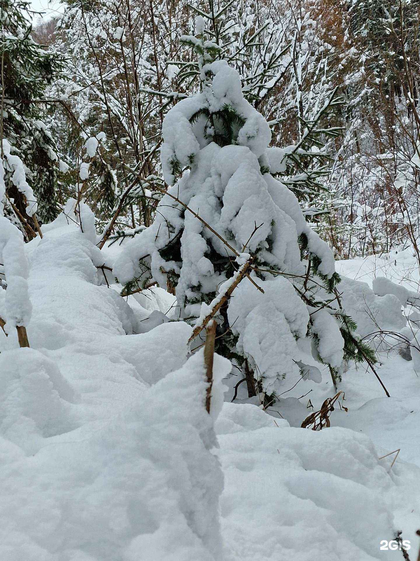 Отзывы на компанию Таловский лог в Саяногорске c фото - фотография 2 из 2